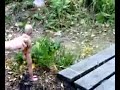 Tarzan : pilikset 4.