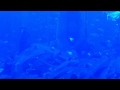 Atlantis dubai aquarium