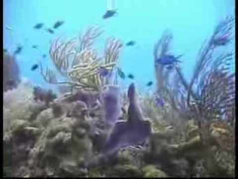 Buceo en Cozumel 0 Buceo en Cozumel