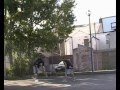 sbx