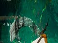 Atlanta Aquarium & Behind The Scenes (Lux Aeterna)
