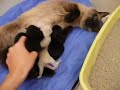 Panda e filhotes