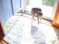 Funny Reflection Cat