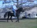 2006 gaited Morgan stallion greenbroke