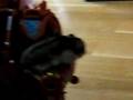 Crazy hamster rides robot
