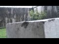 Sony HDR HC1 high def test video 2