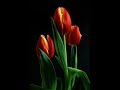 Mieczyslaw Fogg - Tulipany
