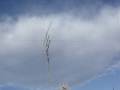 OPTIBEAM OB11-3 + STRONG WIND