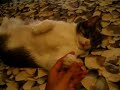 Nermal is Sexy