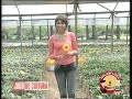 Jogo de Cintura  em Holambra II na Holanflora Embalagens e Acessórios para Floricultura e Jardinagem e Produtores de Flores - Rede Globo  ( TV Tem 2005)
