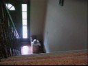 sliding down the stairs #2 sliding down the stairs #2