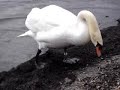 El lago de los cisnes El lago de los cisnes