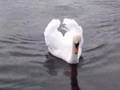 El lago de los cisnes