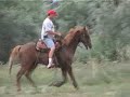 Tennessee Walking Horse for sale