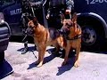 Tropa de elite canina PMERJ