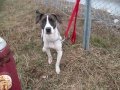videos de Chien Calia