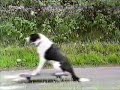 Komik Videolar Bölüm 2 Komik Videolar Bölüm 2