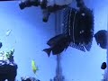 Click here to watch this video Classroom Coral Reef March 31, 2009