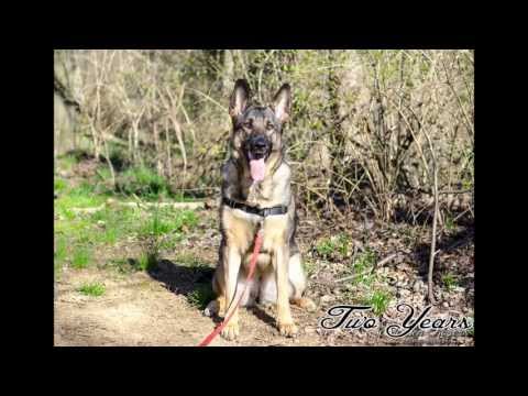 german shepherd
