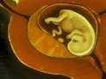 Fertilization & Fetal Development