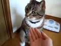 お手、おかわりをそこそこ完璧にこなす、にゃんこ