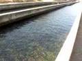 DARRAH SPRINGS FISH HATCHERY PART 2