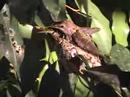 Our Hummingbirds Our Hummingbirds
