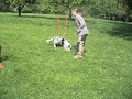 My Border Collie \"Beauty\"