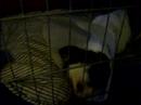 LSSTLAR Case Turner in Crate