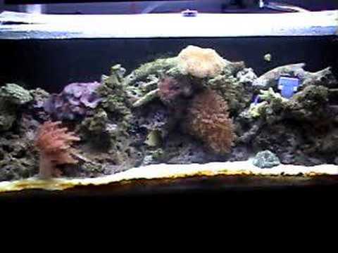 salt water tank
