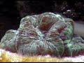 salt water tank salt water tank