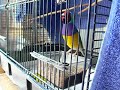 Gouldian Talking singing Gouldian Talking singing