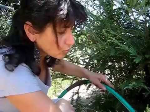 how to replant a xmas tree