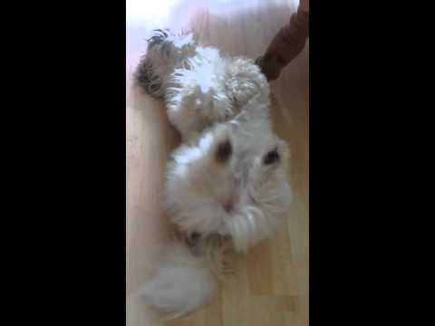 how to treat hot spots on shih tzus