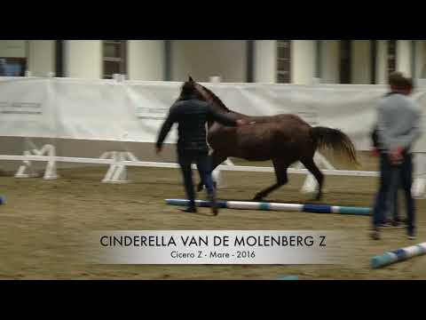 Cinderella vd Molenberg Z Presentation