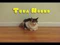 Tuna Hound