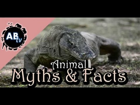 YouTube reptile video