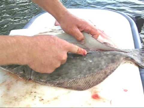 how to bleed flounder