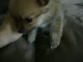a Pomeranian puppy.