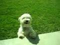 Buddy Forgot To Take His Methylphenidate