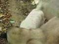 Kangal Anatolian Shepherd and Kuvasz at play