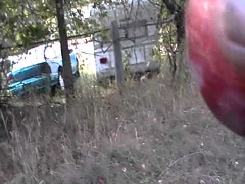 how to transplant thyme