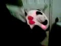 Ruperto El Oso Te Tiene Ganas Comercial Sprite
