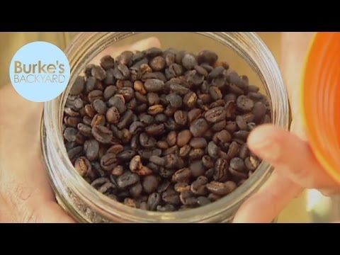 how to harvest coffee beans at home