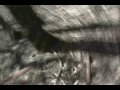 The Evil Dead Woods: The Hidden Files The Evil Dead Woods: The Hidden Files
