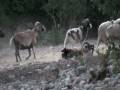 BoonesFunny.wmv