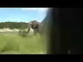 Wild Elephants Chasing Van