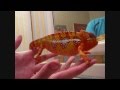 Chameleon changing color