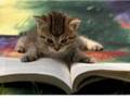 YouTube - cats