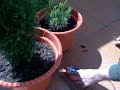 ELECTRICITY FROM THE EARTH
